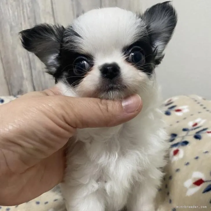 ID:2210-03781の子犬