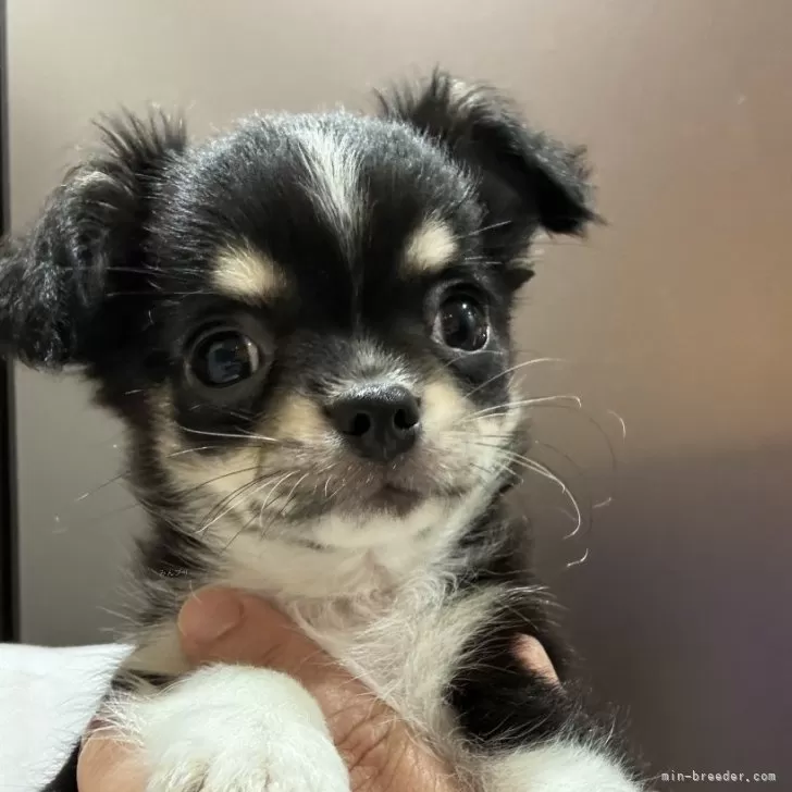 ID：2408-00763の子犬