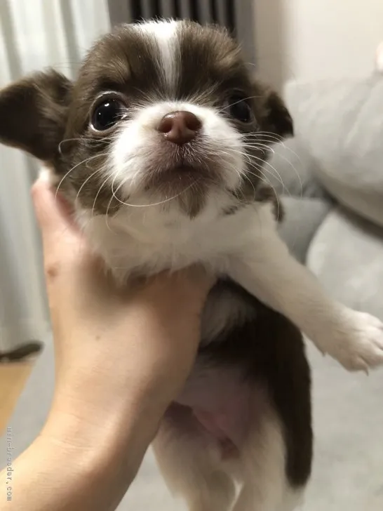 ルナ 様のお迎えした子犬