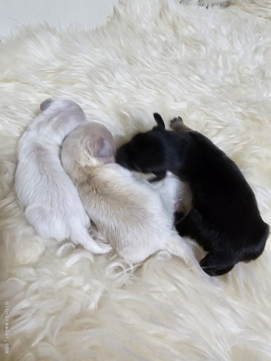 田村佐知子ブリーダーのブログ：👶ココちゃんベビーが産まれました～💖(o^―^o)