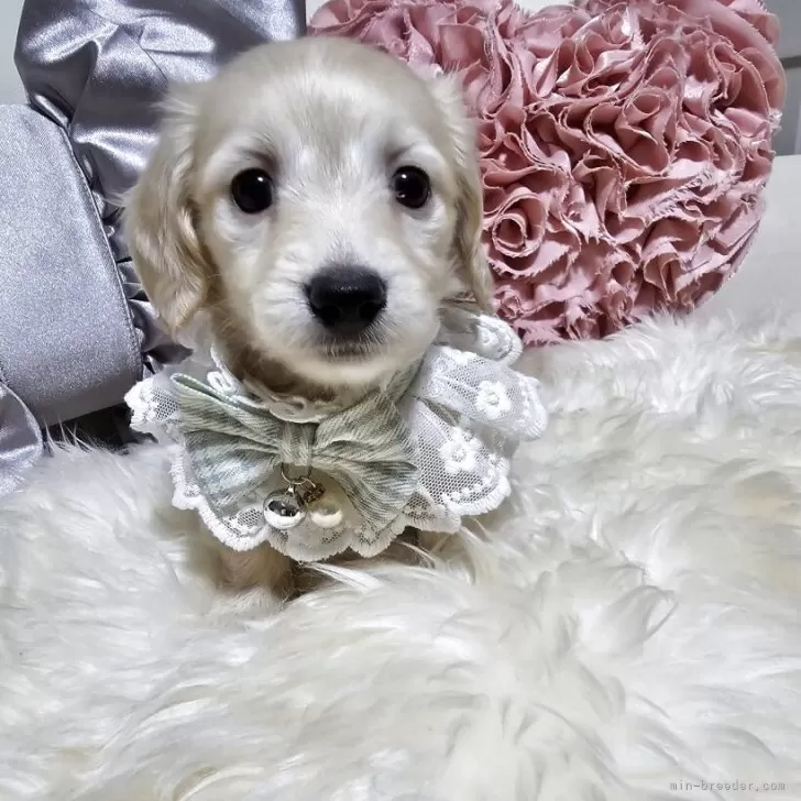 ID:2507-05126の子犬