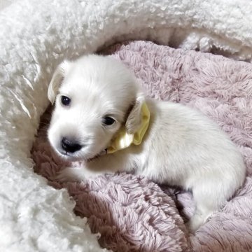 ミニチュアダックスフンド(ロング)【埼玉県・男の子・2025年8月30日・イエロー(クリーム)】の写真「👶超可愛い僕ちゃん‼白に近いイエローです。」