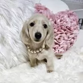 ミニチュアダックスフンド(ロング)【埼玉県・女の子・2025年8月30日・イエロー(クリーム)】の写真1「🎀超可愛いレディー💕」