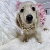 ミニチュアダックスフンド(ロング)【埼玉県・女の子・2025年8月30日・イエロー(クリーム)】の写真5