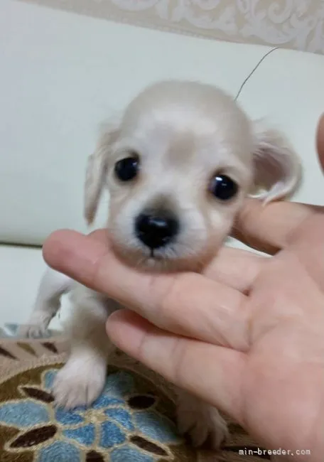 ID:2109-03772の子犬