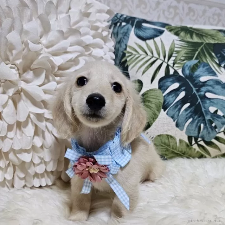 ID：2407-04113の子犬