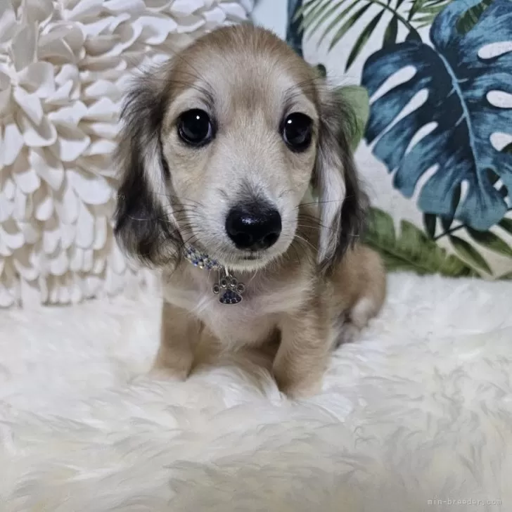 ID:2407-02364の子犬