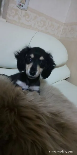 ID：2010-03566の子犬