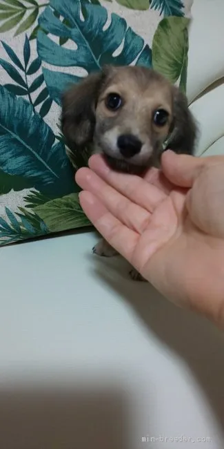 ID：2005-03366の子犬