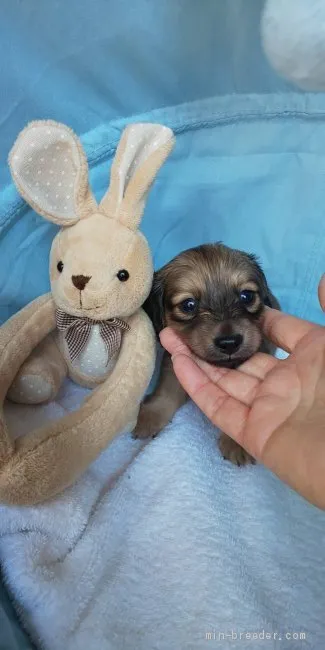 ID:2005-03367の子犬