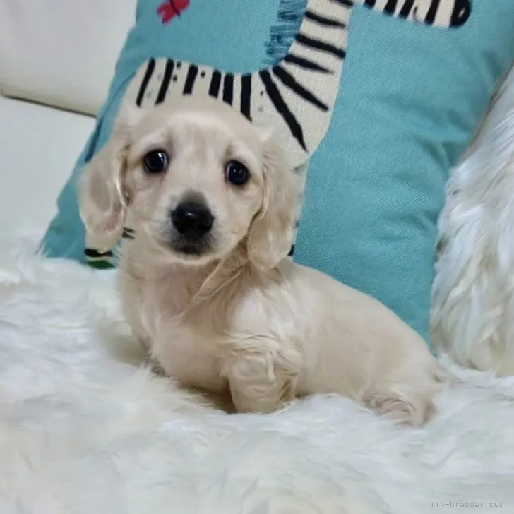 ID：2303-02937の子犬