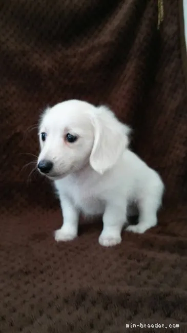 ID:1810-01391の子犬