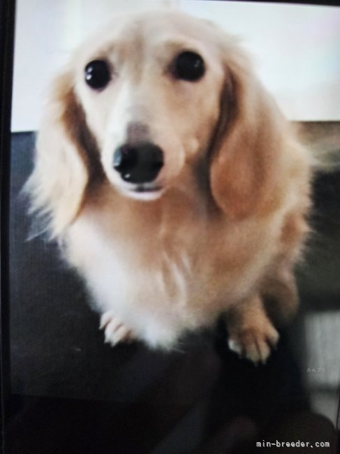 カニンヘンダックスフンド(ロング)【・女の子・2019年12月29日・イエロー】