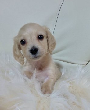 ミニチュアダックスフンド(ロング)【埼玉県・男の子・2021年9月26日・イエロー(クリーム)】の写真「🌷♡🌷小振りで超可愛い男の子です🌷♡🌷」