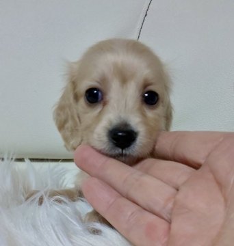 ミニチュアダックスフンド(ロング)【埼玉県・男の子・2021年9月26日・ゴールド】の写真「🎅🌼🎅12/3～12/12恒例の感謝デー🎅」