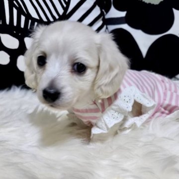 ミニチュアダックスフンド(ロング)【埼玉県・女の子・2023年5月2日・イエロー(クリーム)】の写真「💛🌷💛激可愛い☆小さな天使ちゃん💛🌷💛」