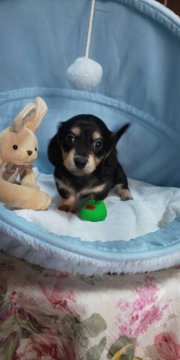 ミニチュアダックスフンド(ロング)【埼玉県・男の子・2020年12月4日・ブラック&イエロー(クリーム)】の写真「♥♡♥毛色が綺麗でとっても可愛い次男くんです♥♡♥」