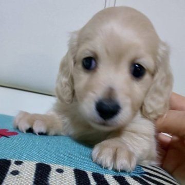 ミニチュアダックスフンド(ロング)【埼玉県・男の子・2023年3月18日・イエロー(クリーム)】の写真「🌷♡超可愛い💛僕は カニンヘンサイズ♡🌷」