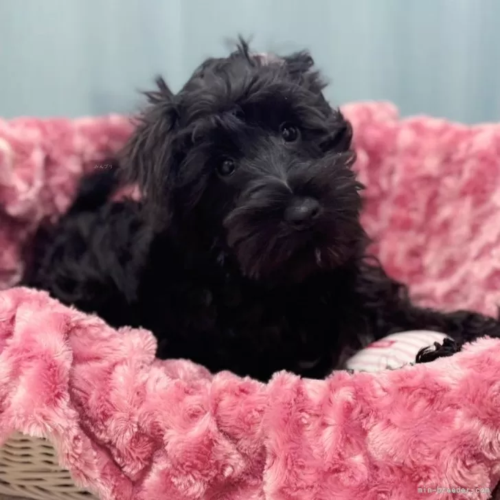 E.N 様のお迎えした子犬