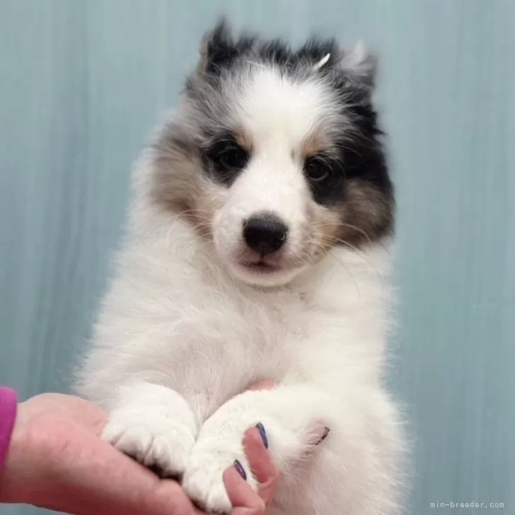 ID:2502-02588の子犬