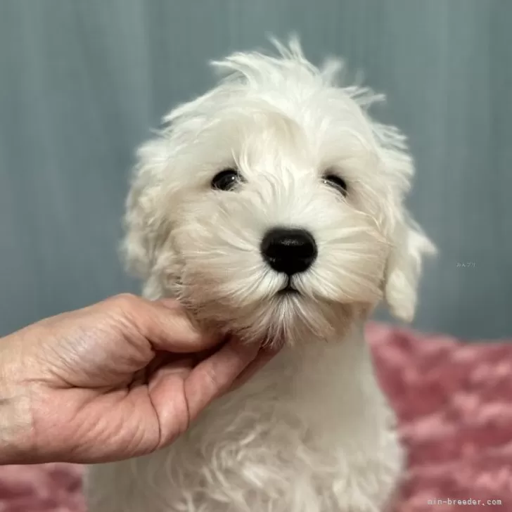 nishi986 様のお迎えした子犬