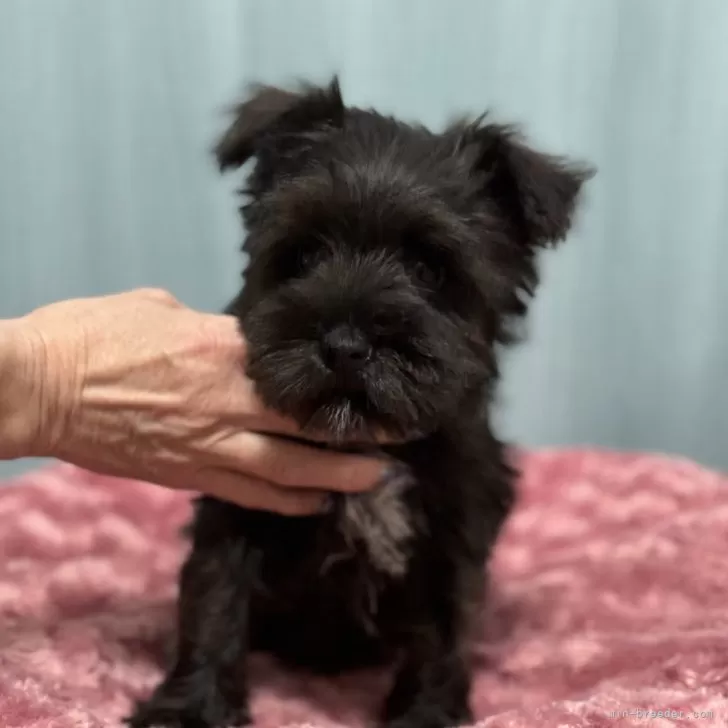 eee 様のお迎えした子犬