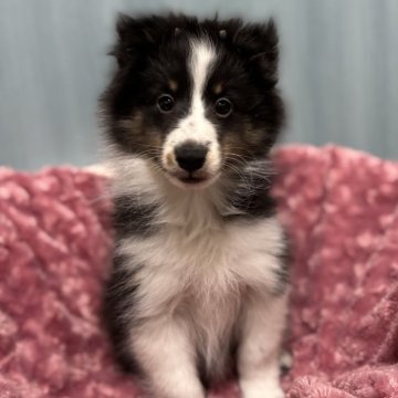シェットランドシープドッグ【神奈川県・女の子・2024年10月10日・トライ】の写真「小ぶりの可愛い女の仔」
