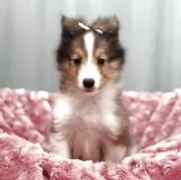 シェットランドシープドッグ