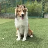 シェットランドシープドッグ
