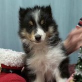 シェットランドシープドッグ