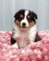 シェットランドシープドッグ【神奈川県・女の子・2025年3月21日・トライ】の写真4「お耳セット前♡」