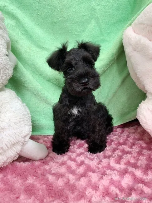 ID:2107-03305の子犬