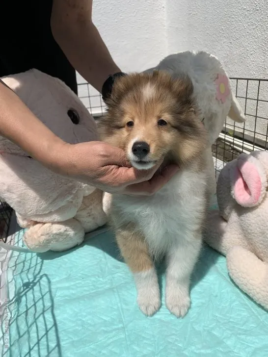 ID：2006-00864の子犬