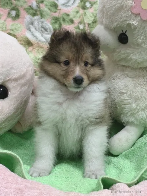 ID:2102-02612の子犬