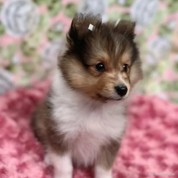 ID:2305-04196の子犬