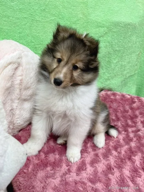 ID:2203-02931の子犬