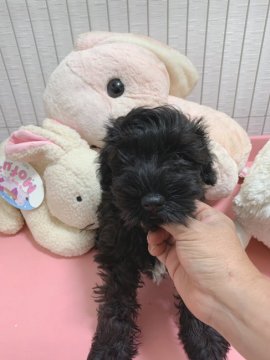 ミニチュアシュナウザー【神奈川県・男の子・2020年5月26日・ブラック】の写真「とっても甘えん坊なおとこの仔🎶」