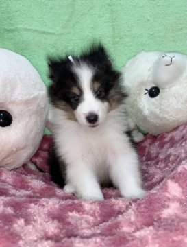 シェットランドシープドッグ【神奈川県・男の子・2021年5月23日・トライ】の写真「派手で小ぶりの男の仔🎵」