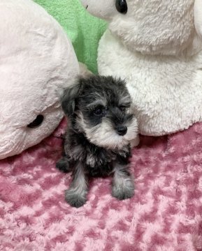 ミニチュアシュナウザー【神奈川県・女の子・2021年6月3日・ソルト&ペッパー】の写真「小さめの可愛い四女ちゃん🎵」