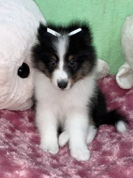 シェットランドシープドッグ【神奈川県・女の子・2021年5月23日・トライ】の写真「太いフルカラーの女の仔🎵」