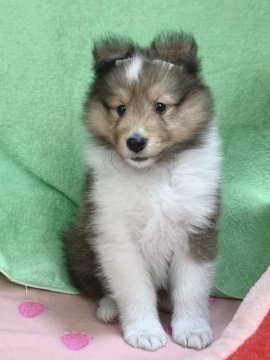 シェットランドシープドッグ【神奈川県・女の子・2020年12月17日・セーブル&ホワイト】の写真「幅の広いフルカラーが自慢の女の仔🎶」