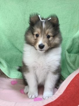 シェットランドシープドッグ【神奈川県・女の子・2020年12月17日・セーブル&ホワイト】の写真「可愛い女の仔🎶」