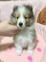 シェットランドシープドッグ【神奈川県・男の子・2019年11月23日・セーブル&ホワイト】の写真1