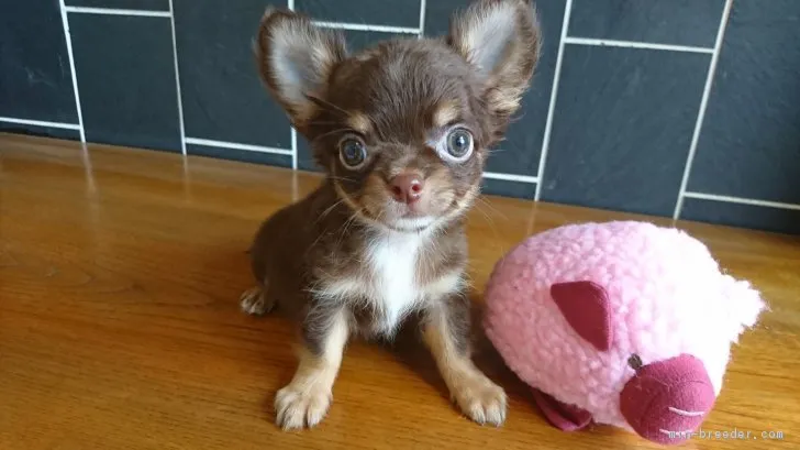 ID：1809-00750の子犬