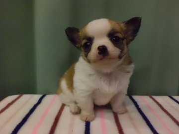 チワワ(ロング)【三重県・男の子・2013年3月15日・パーティー(ホワイト&レッド)】の写真「」