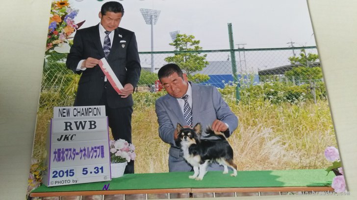 当犬舎はドッグショーにも参加して健全でかわいいチワワのブリーディングに頑張っています｜岩崎　誠(いわさき　まこと)ブリーダー(埼玉県・トイプードルなど・JKC登録)の紹介写真1