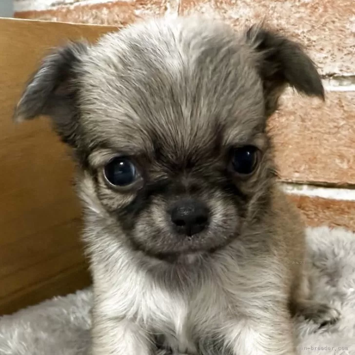 チワワ(ロング)【埼玉県・女の子・2025年8月22日・フォーン】の写真1