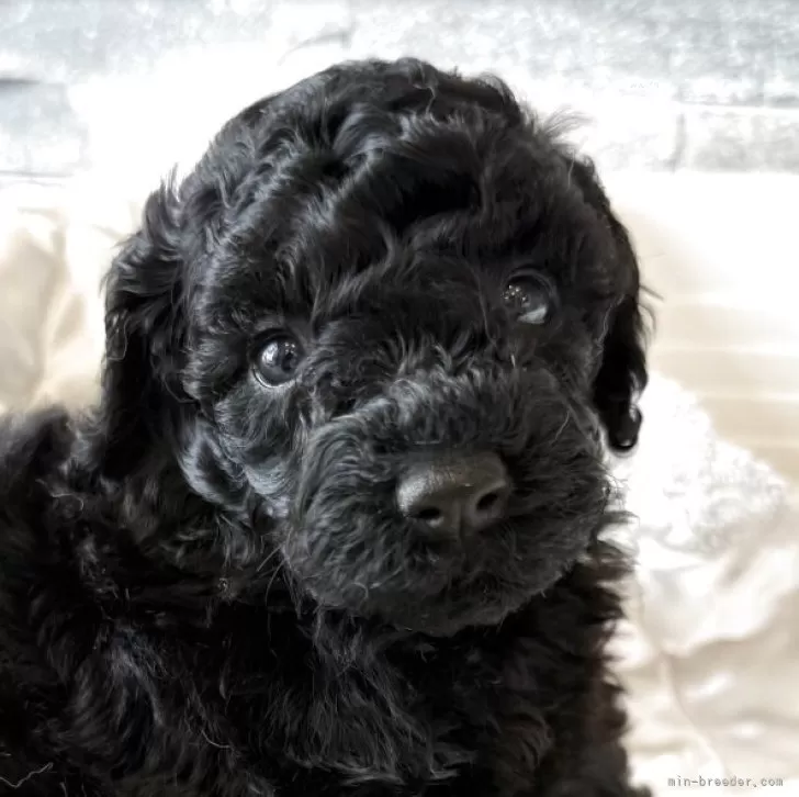 ID:2506-04591の子犬