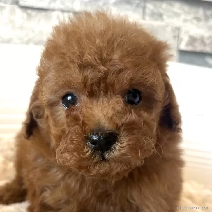 ID:2502-05396の子犬