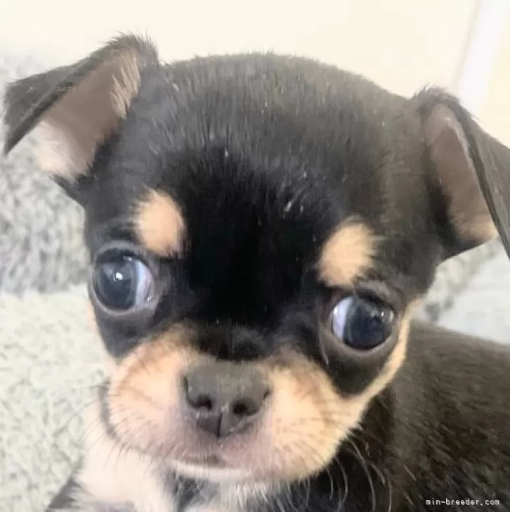 ID：2501-01233の子犬